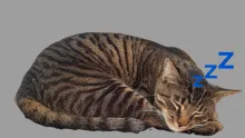 قطة نائمة